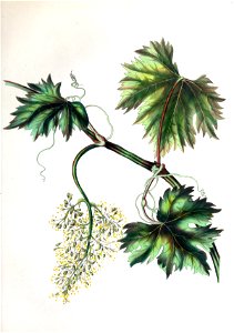 Spiritofthewoods vine s6