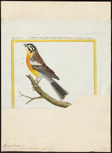Special Collections University of Amsterdam - Iconographia Zoologica - UBA01 IZ1207717 - Emberiza flaviventris Stephens, 1815 - print - François Nicolas Martinet