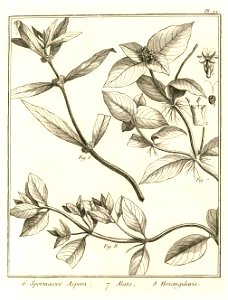 Spermacoce aspera - alata - hexangularis Aublet 1775 pl 22