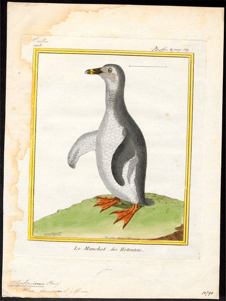 Spheniscus demersus - 1700-1880 - Print - Iconographia Zoologica - Special Collections University of Amsterdam - UBA01 IZ17800205