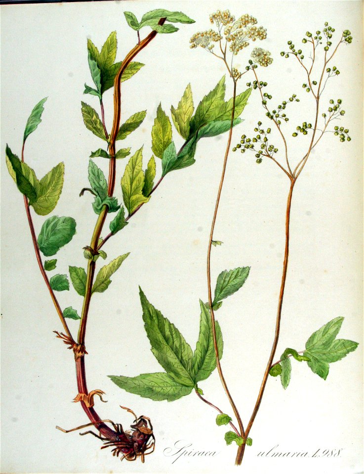 Spiraea ulmaria — Flora Batava — Volume v13