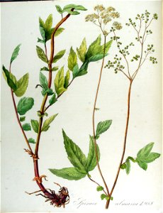 Spiraea ulmaria — Flora Batava — Volume v13