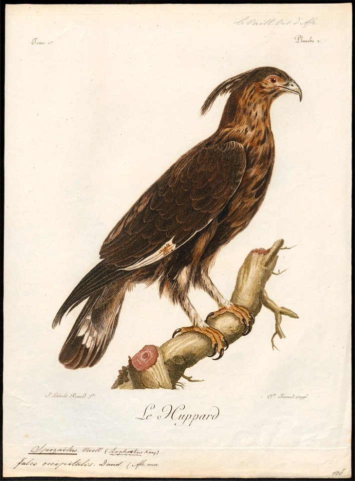 Spizaëtus occipitalis - 1796-1808 - Print - Iconographia Zoologica - Special Collections University of Amsterdam - UBA01 IZ18100229