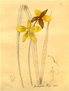 Spathoglottis aurea (as Spathoglottis wrayi)- Xenia 3 pl 264. Free illustration for personal and commercial use.