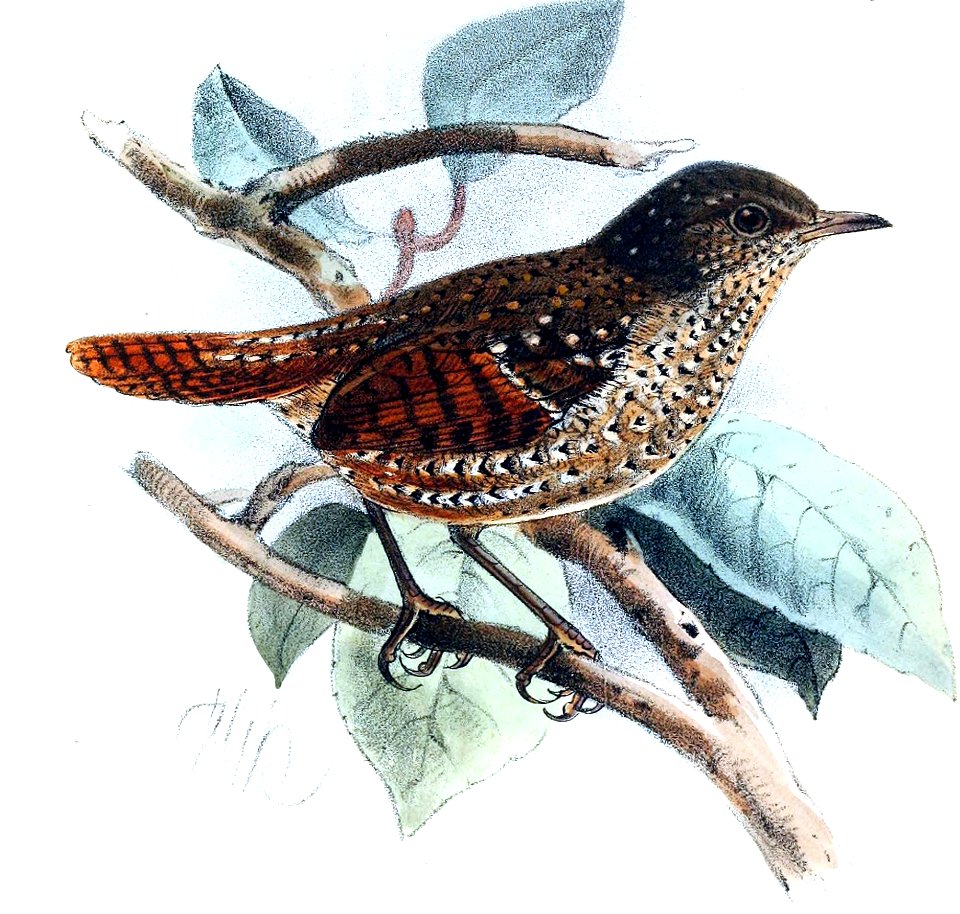 Spelaeornis formosus Keulemans