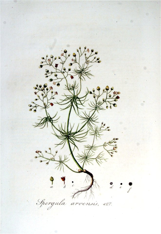 Spergula arvensis — Flora Batava — Volume v6