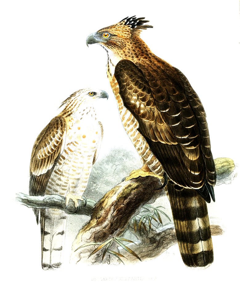 SpizaetusKelaarti