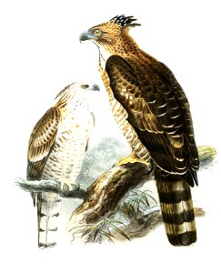 SpizaetusKelaarti