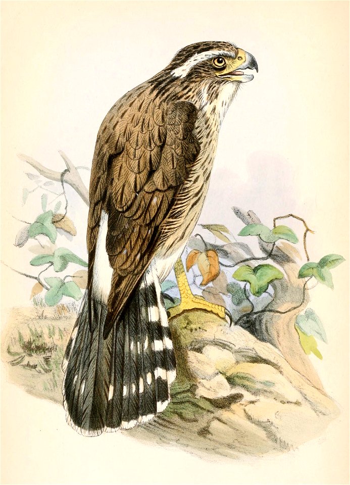 Spiziapteryx circumcincta 1862