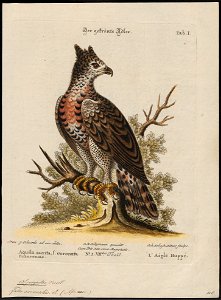 Spizaëtus coronatus - 1700-1880 - Print - Iconographia Zoologica - Special Collections University of Amsterdam - UBA01 IZ18100235