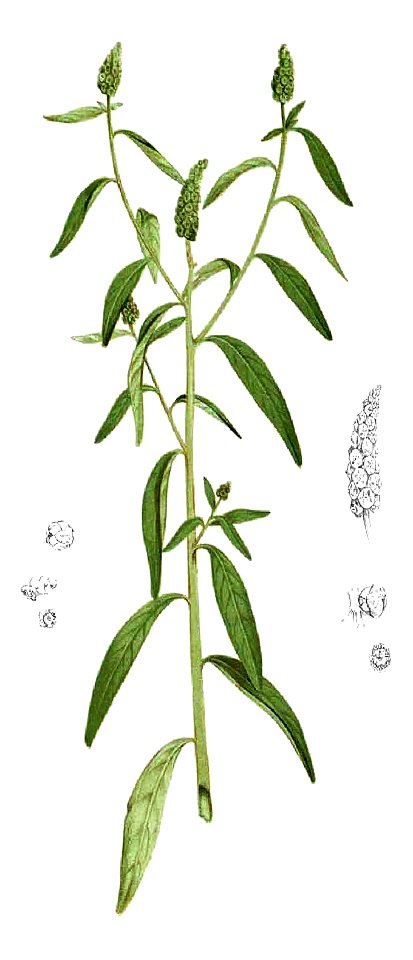 Sphenoclea zeylanica Blanco1.143-cropped