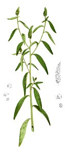 Sphenoclea zeylanica Blanco1.143-cropped