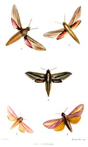 Sphingidae2Ford1875