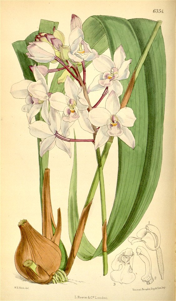 Spathoglottis petri - Curtis' 104 (Ser. 3 no. 34) pl 6354 (1878). Free illustration for personal and commercial use.