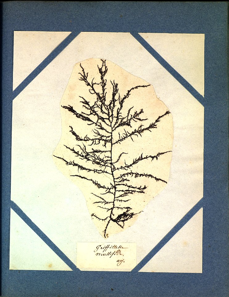 Sphondylothamnion multifidum