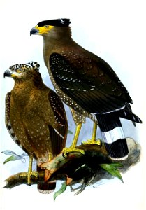 SpilornisPallidusKeulemans