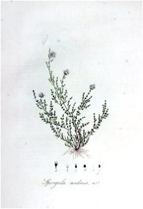 Spergula nodosa — Flora Batava — Volume v6