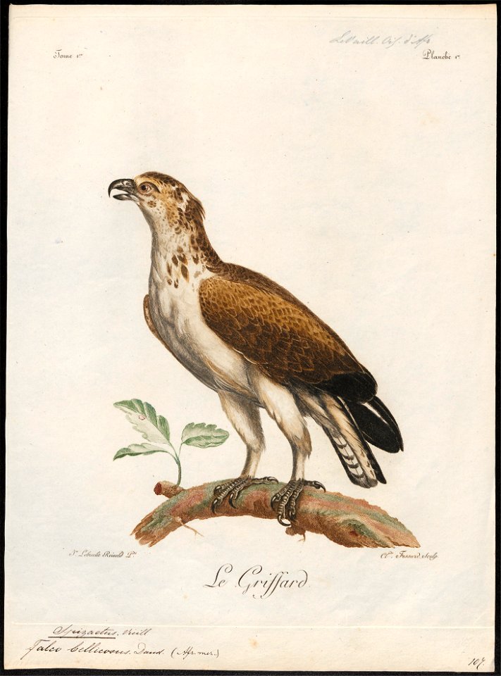 Spizaëtus bellicosus - 1796-1808 - Print - Iconographia Zoologica - Special Collections University of Amsterdam - UBA01 IZ18100231