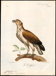 Spizaëtus bellicosus - 1796-1808 - Print - Iconographia Zoologica - Special Collections University of Amsterdam - UBA01 IZ18100231