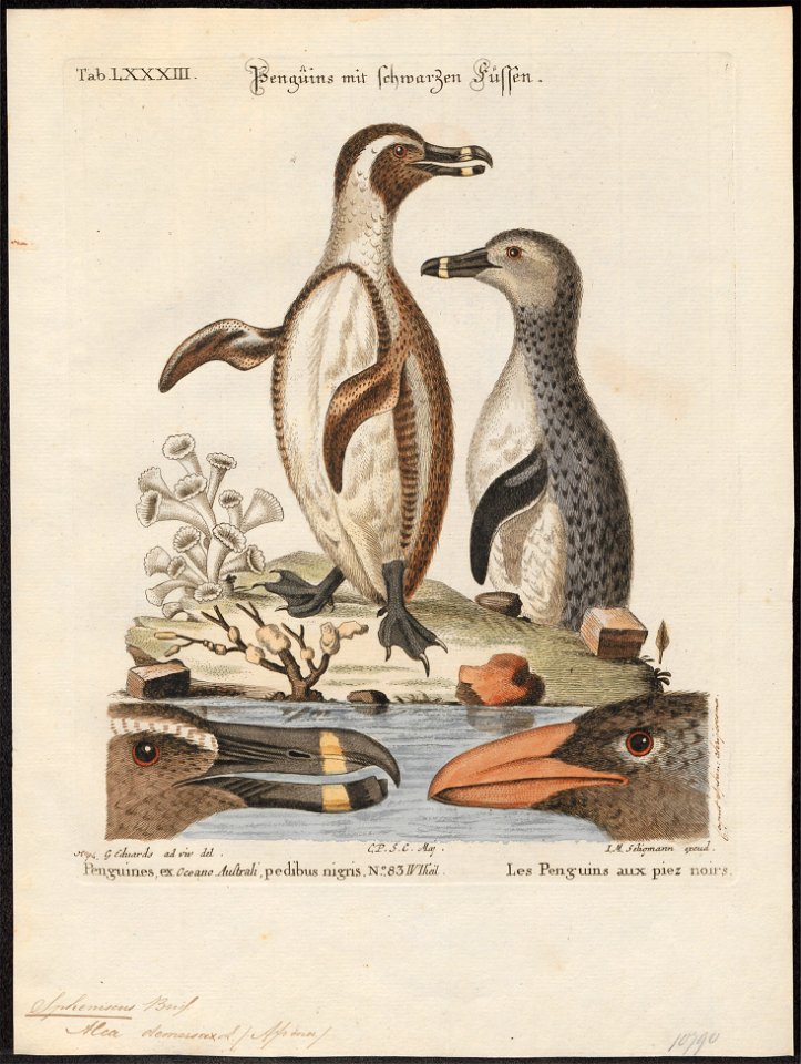 Spheniscus demersus - 1700-1880 - Print - Iconographia Zoologica - Special Collections University of Amsterdam - UBA01 IZ17800209