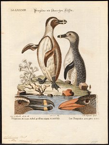 Spheniscus demersus - 1700-1880 - Print - Iconographia Zoologica - Special Collections University of Amsterdam - UBA01 IZ17800209