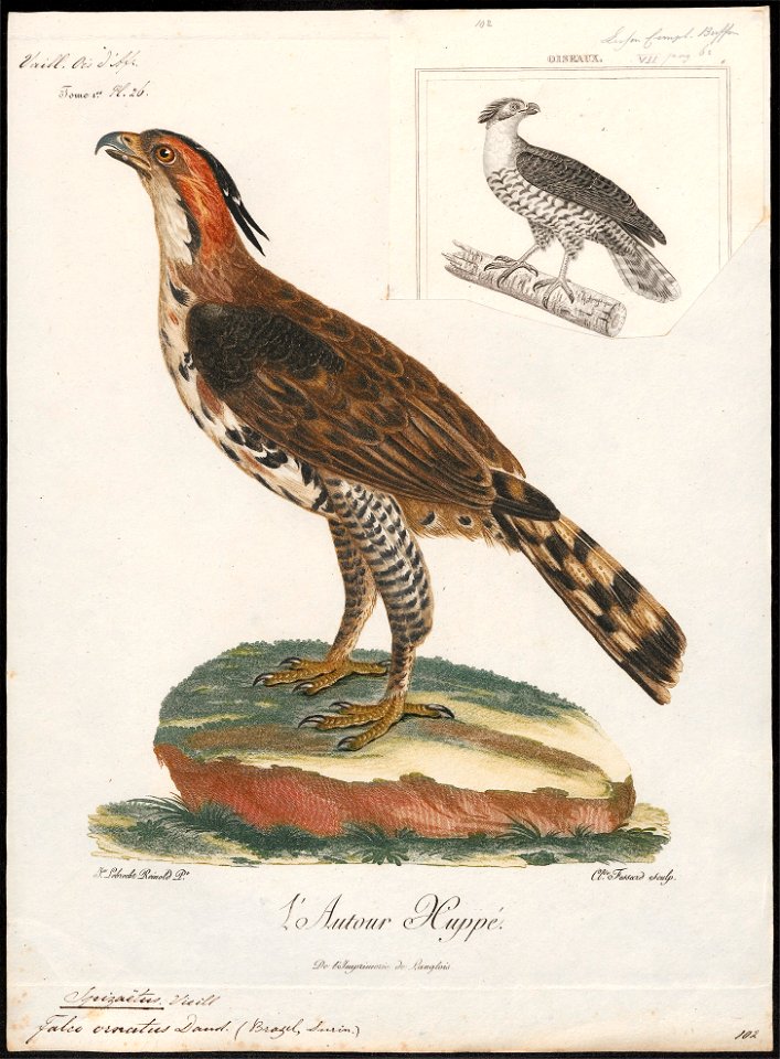 Spizaëtus ornatus - 1796-1808 - Print - Iconographia Zoologica - Special Collections University of Amsterdam - UBA01 IZ18100219