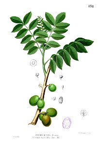 Spondia dulcis Blanco1.132