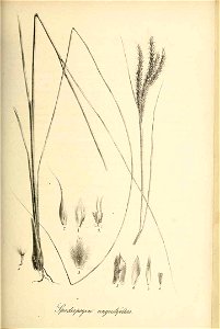 Spodiopogon angustifolius - Species graminum - Volume 3