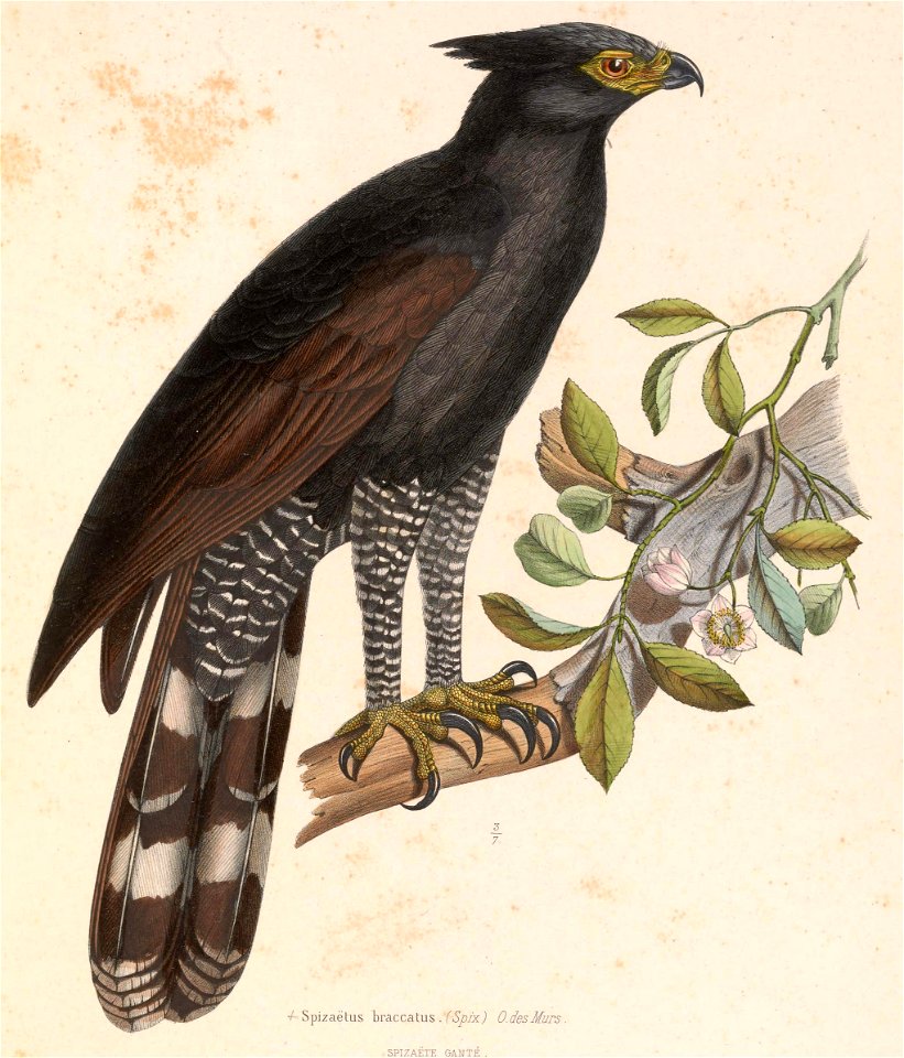 Spizaetus tyrannus serus 1849