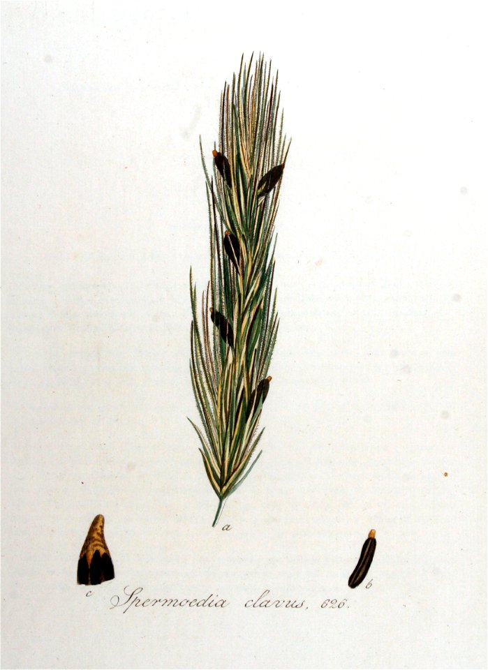 Spermoedia clavus — Flora Batava — Volume v8