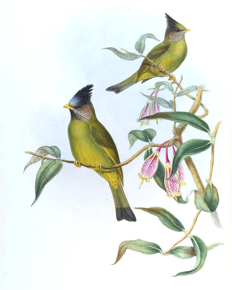 SpizixosCanifronsGould