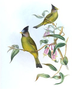 SpizixosCanifronsGould
