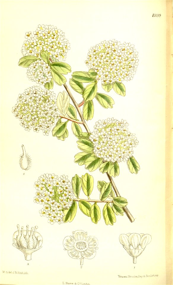Spiraea wilsoni 137-8399