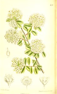 Spiraea wilsoni 137-8399