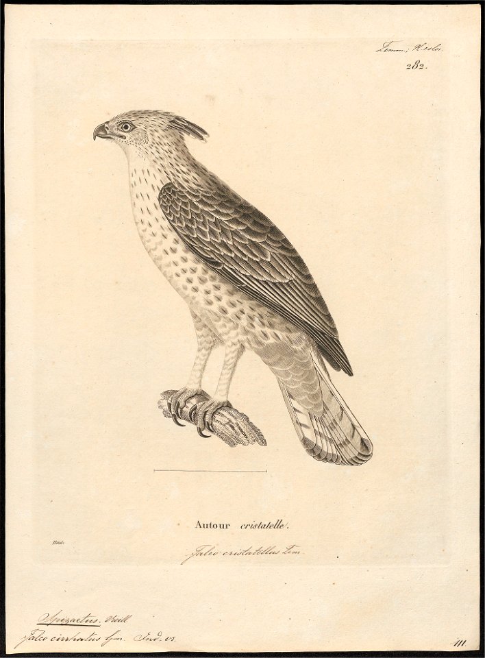 Spizaëtus cirrhatus - 1700-1880 - Print - Iconographia Zoologica - Special Collections University of Amsterdam - UBA01 IZ18100241