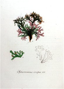 Sphaerococcus crispus — Flora Batava — Volume v8. Free illustration for personal and commercial use.