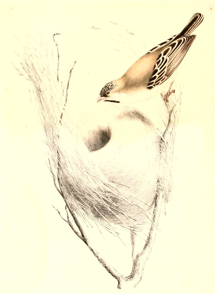 Sporopipes squamifrons 1838
