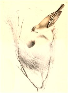 Sporopipes squamifrons 1838
