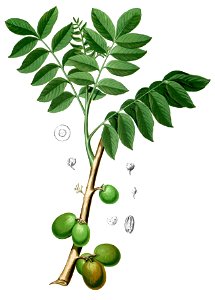Spondia dulcis Blanco1.132-cropped