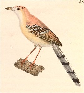 Spiloptila clamans 1838
