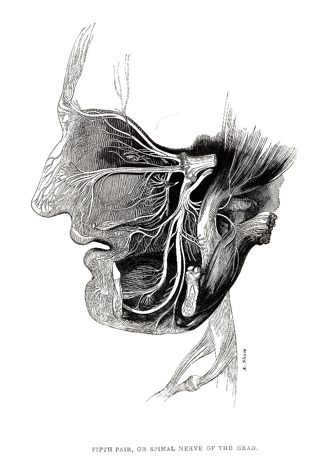 Spinal nerve to the head, frontispiece to Alexander Shaw Wellcome L0034814