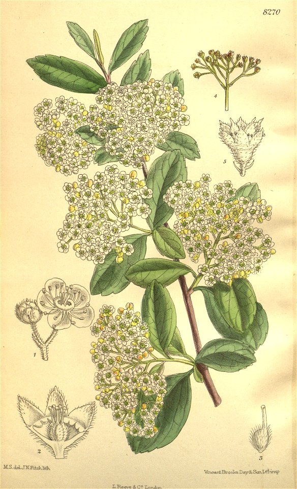 Spiraea henryi 135-8270 - Free Stock Illustrations | Creazilla