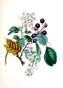 Spiritofthewoods BirdCherry s6