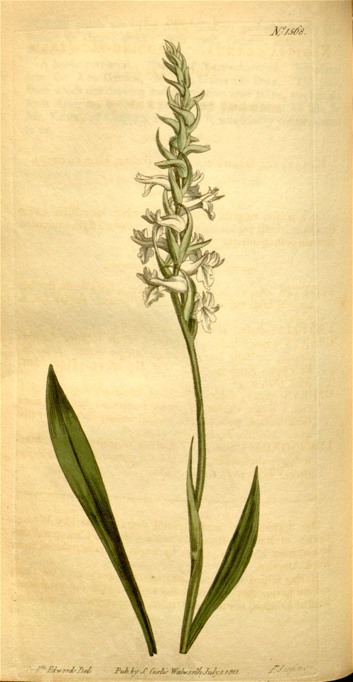 Spiranthes cernua (as Neottia cernua) - Curtis' 38 pl. 1568 (1813)