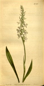 Spiranthes cernua (as Neottia cernua) - Curtis' 38 pl. 1568 (1813). Free illustration for personal and commercial use.