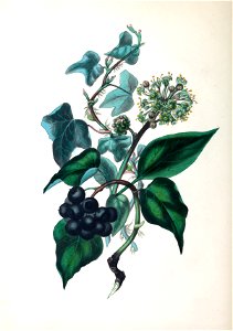 Spiritofthewoods ivy s6