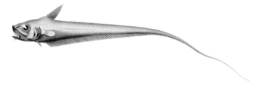 Sphagemacrurus hirundo