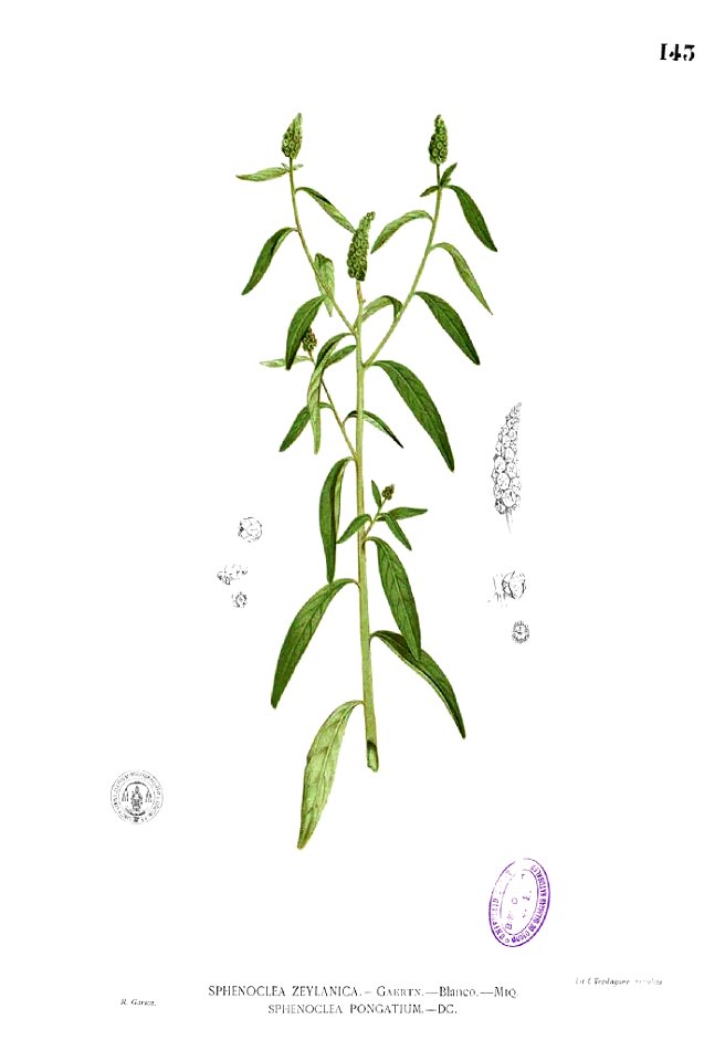 Sphenoclea zeylanica Blanco1.143