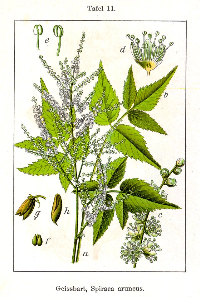 Spiraea aruncus Sturm11