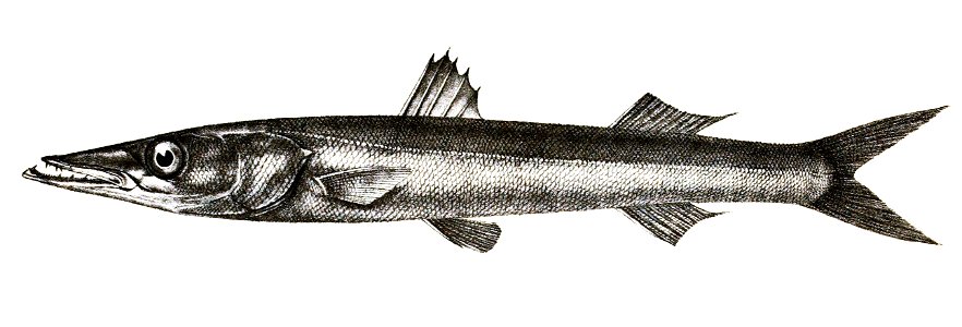 Sphyraena acutipinnis Ford 79